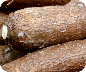 Cassava Potato