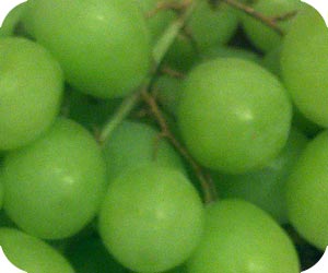 grape picture