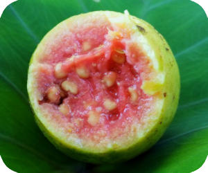 guava picture