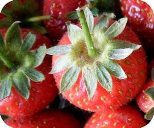 strawberry picture